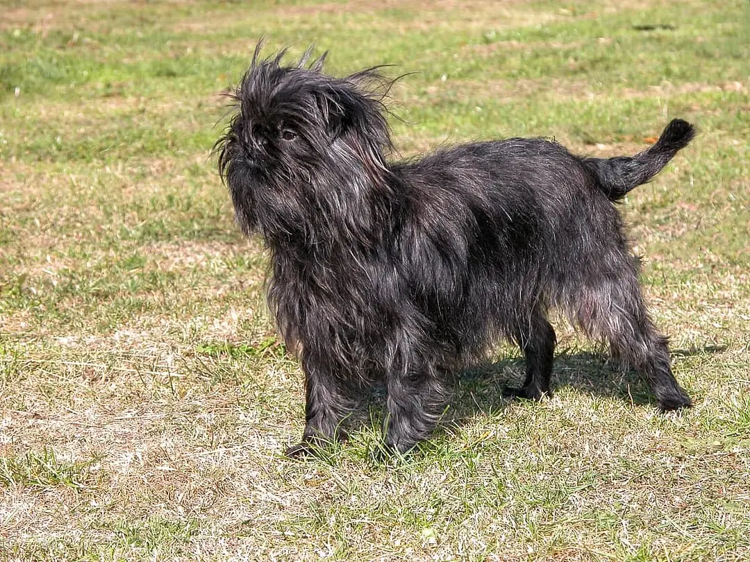 Affenpinscher
