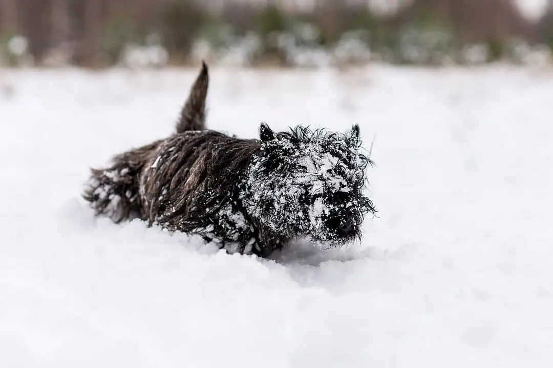 Affenpinscher