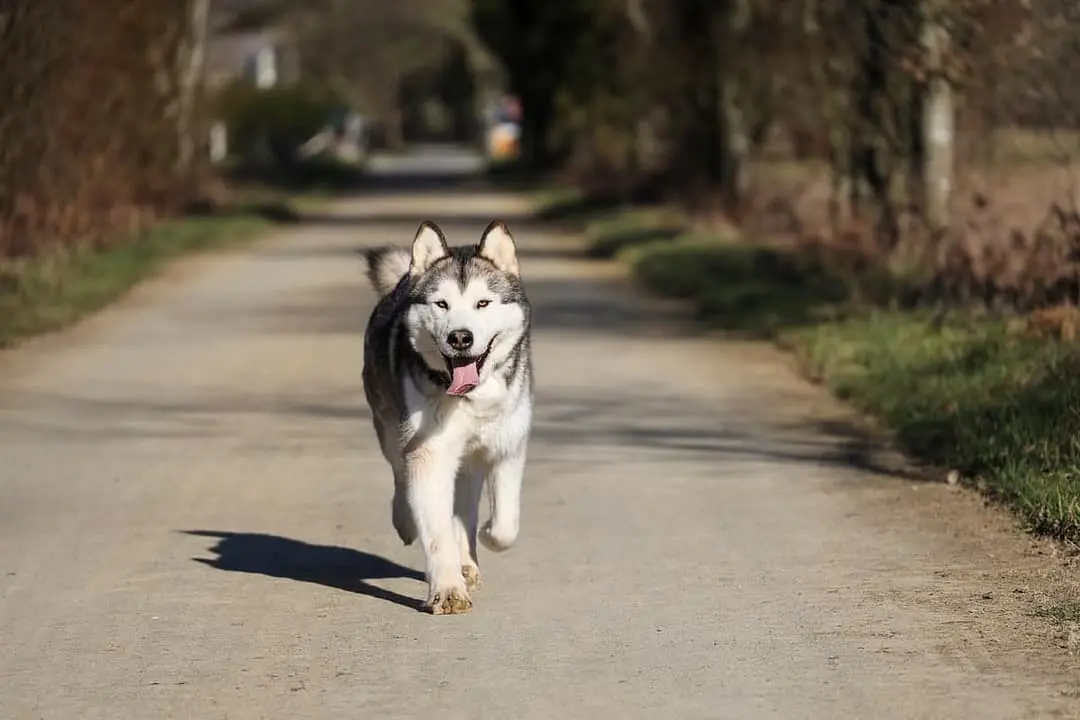 Alaska Malamute
