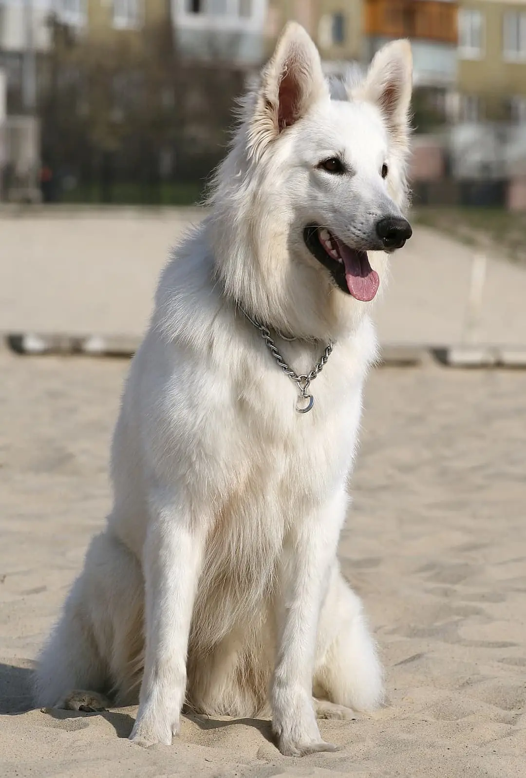 Amerikaans-Canadese Witte Herder with family