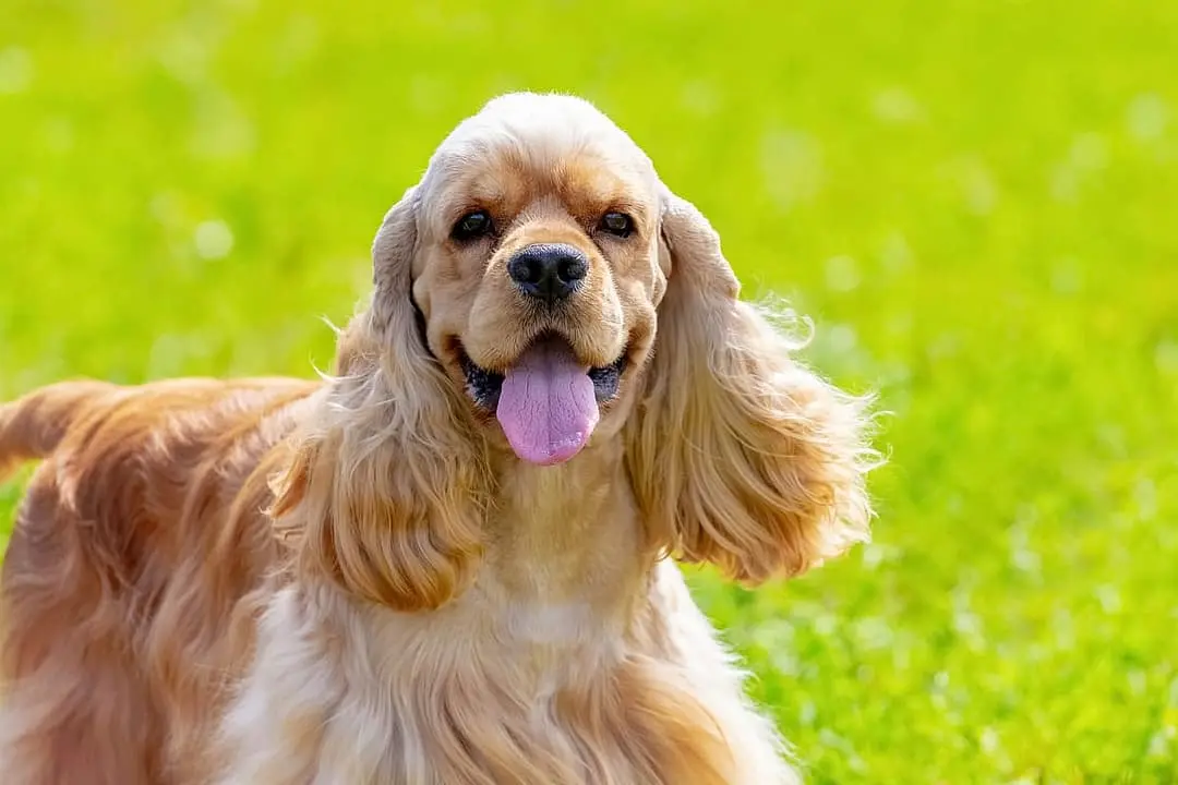 Amerikaanse Cocker Spaniel breed