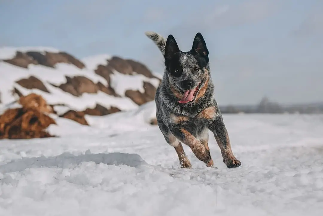 Australian Cattle dog with family