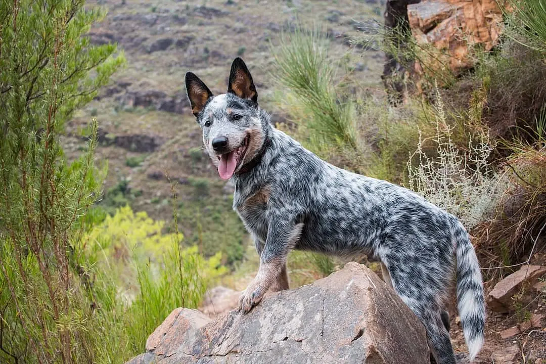 Australian Cattle dog