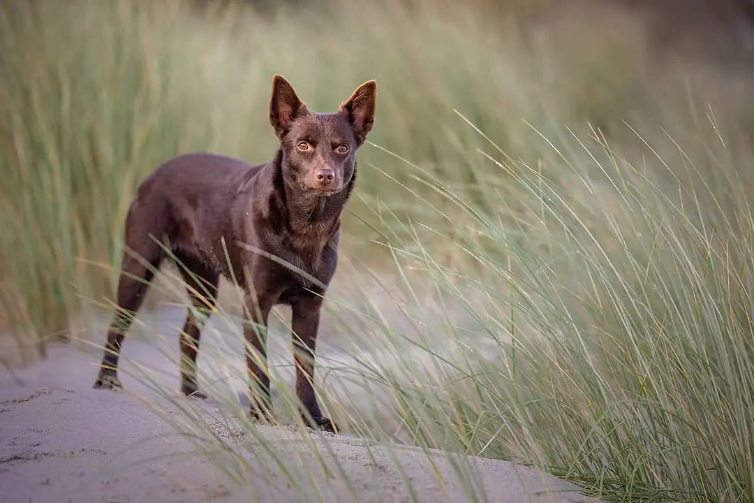 Australian Kelpie with family