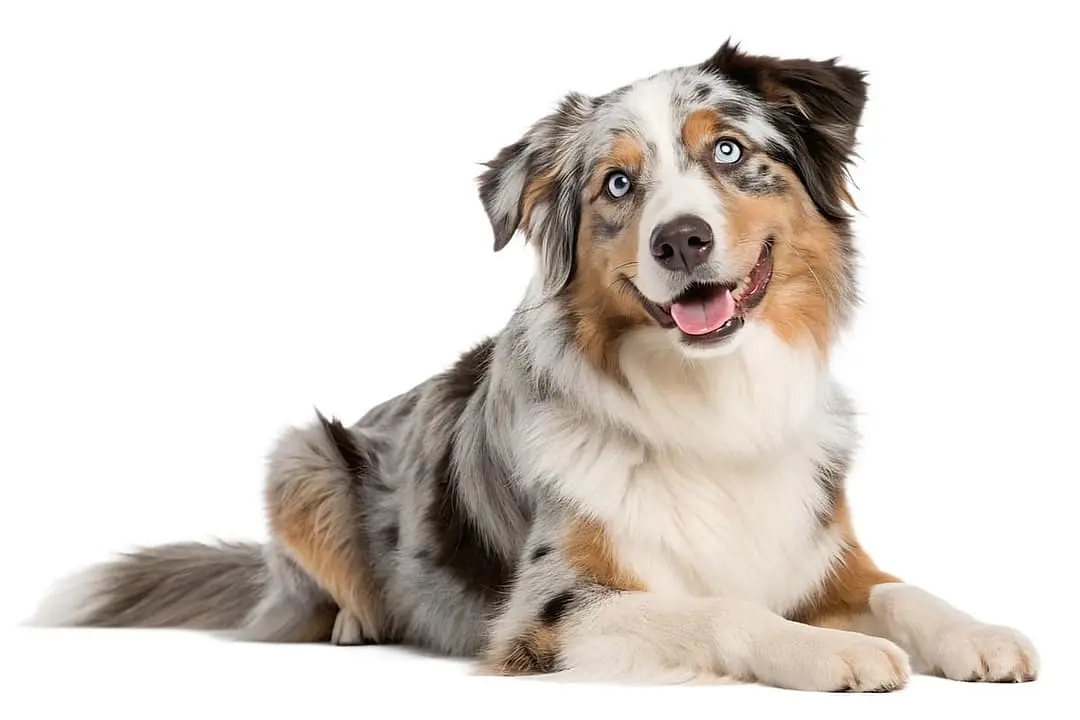 Australian Shepherd playing