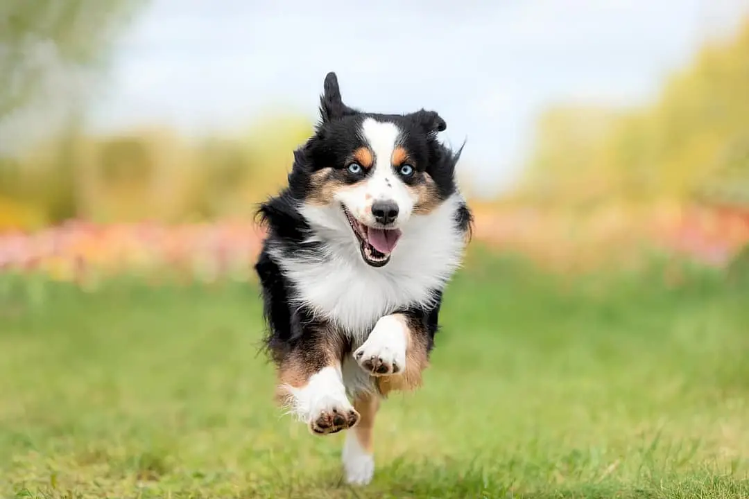 Australian Shepherd with family