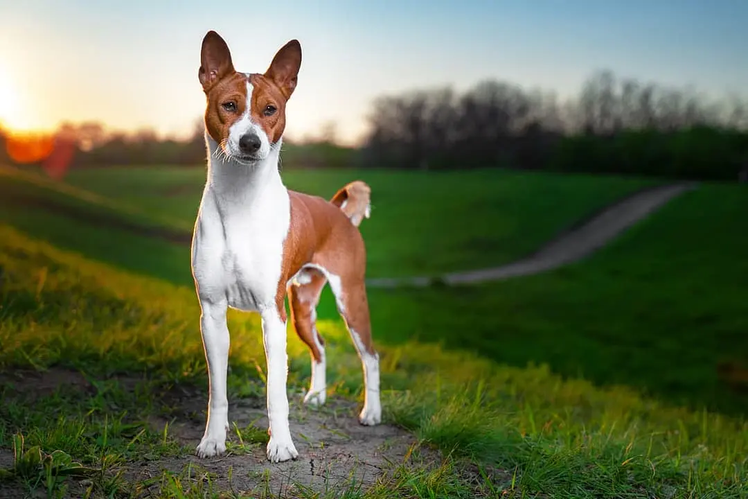 Basenji