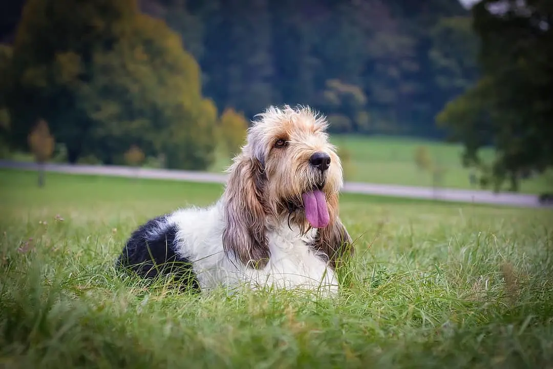 Basset Griffon Vendeen
