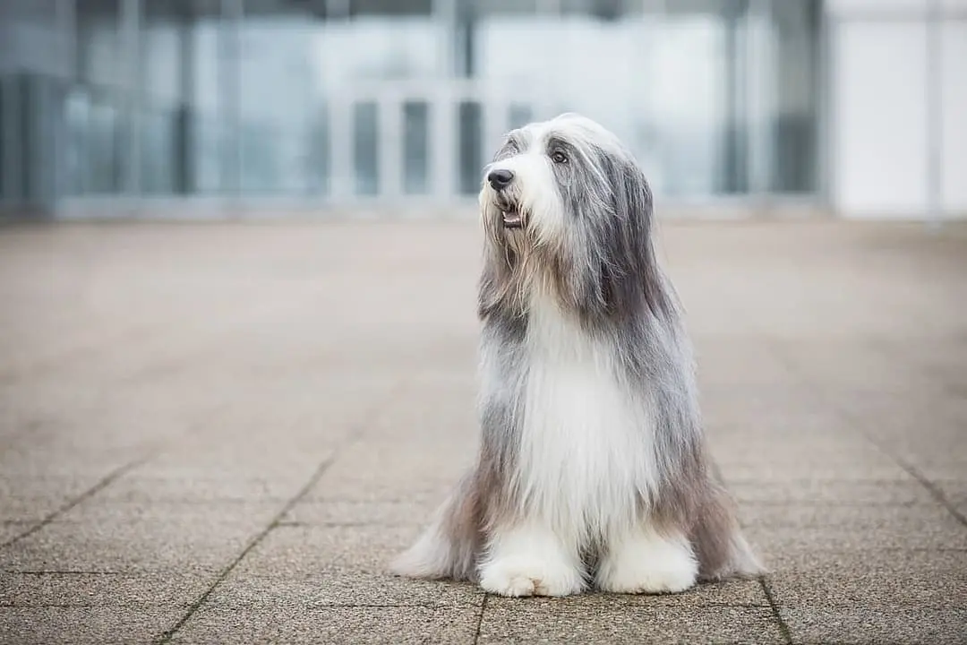 Bearded Collie playing