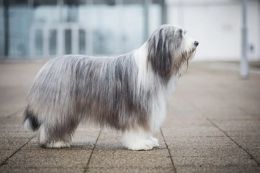 Bearded Collie with family