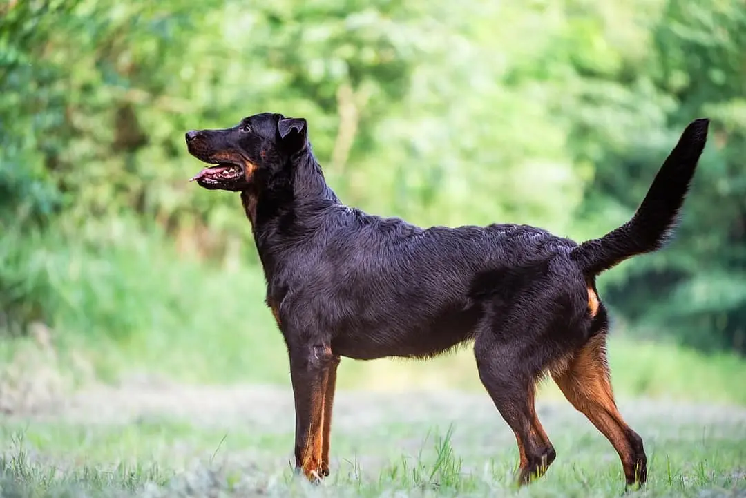 Beauceron
