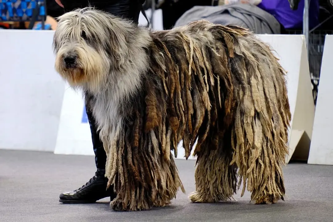 Bergamasco playing