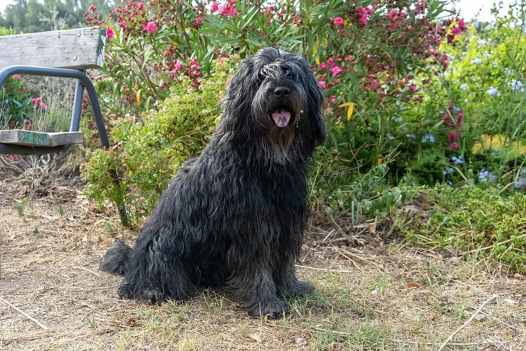 Bergamasco