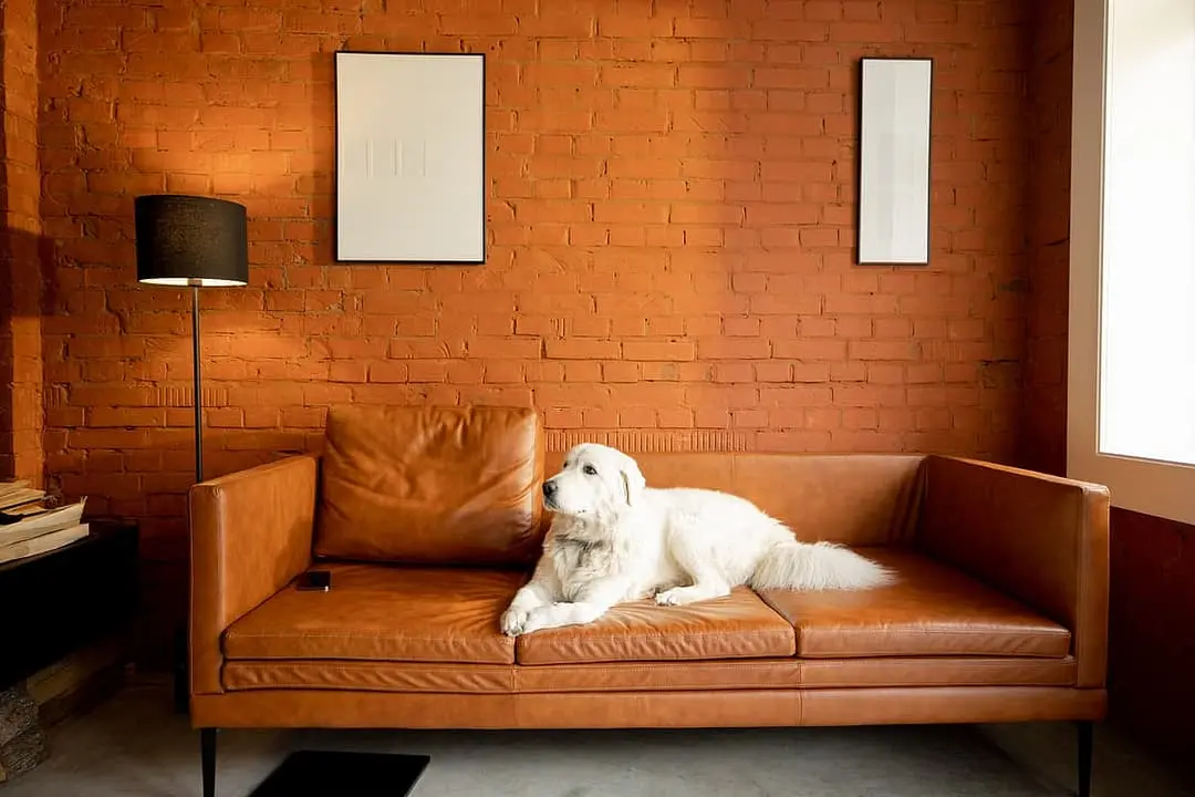 Berghond Maremmen en Abruzzen