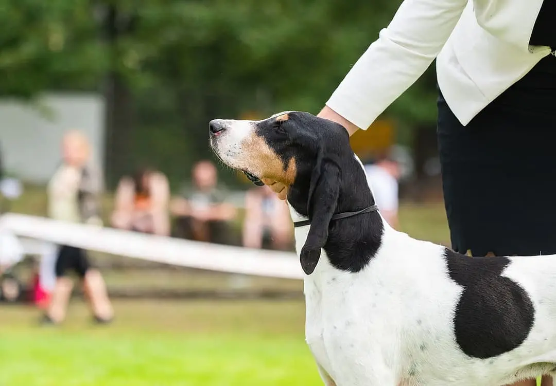 Berner Laufhund playing