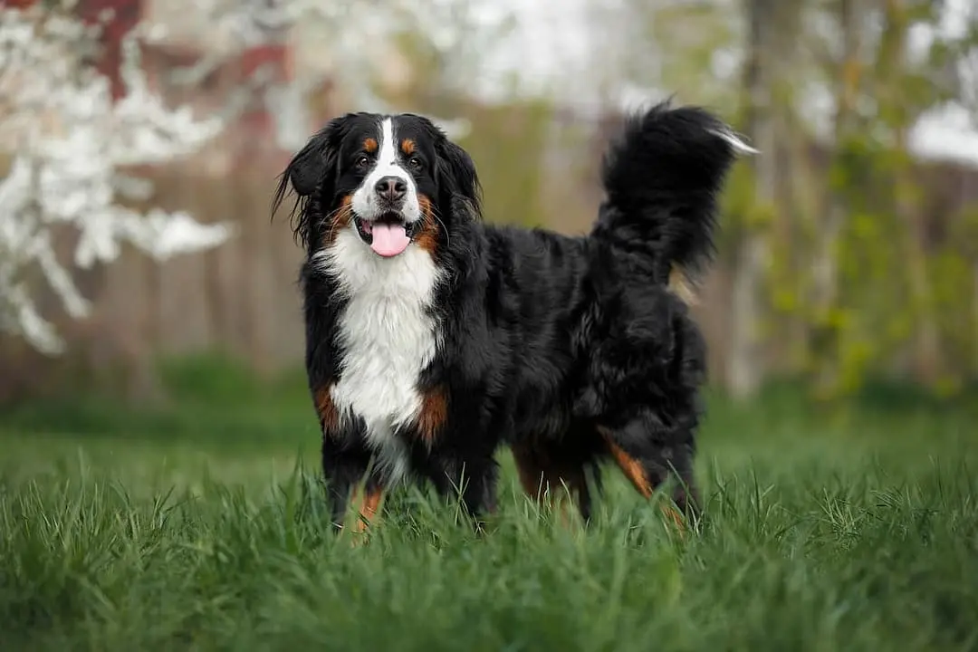 Berner Sennenhond