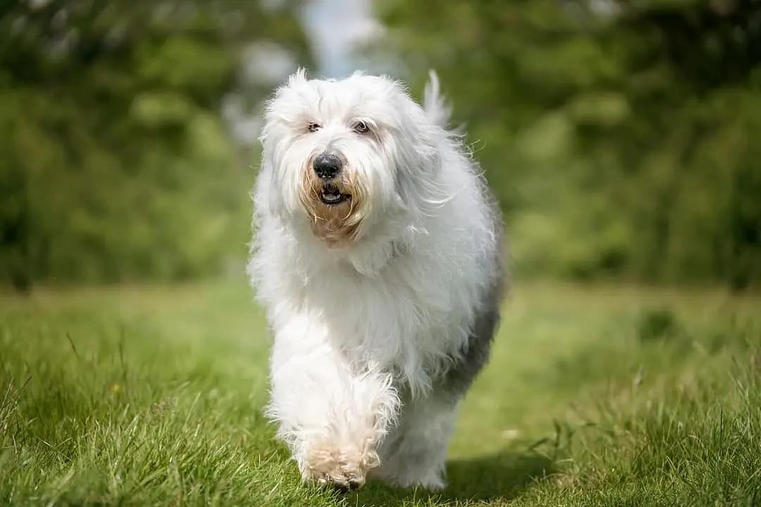 Bobtail (Old English Sheepsdog)