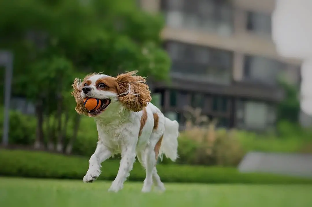 Cavalier King Charles Spaniel breed