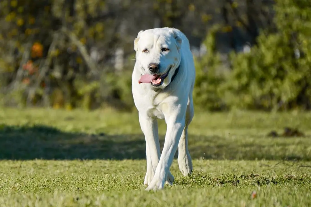 Centraal Aziatische Ovtcharka