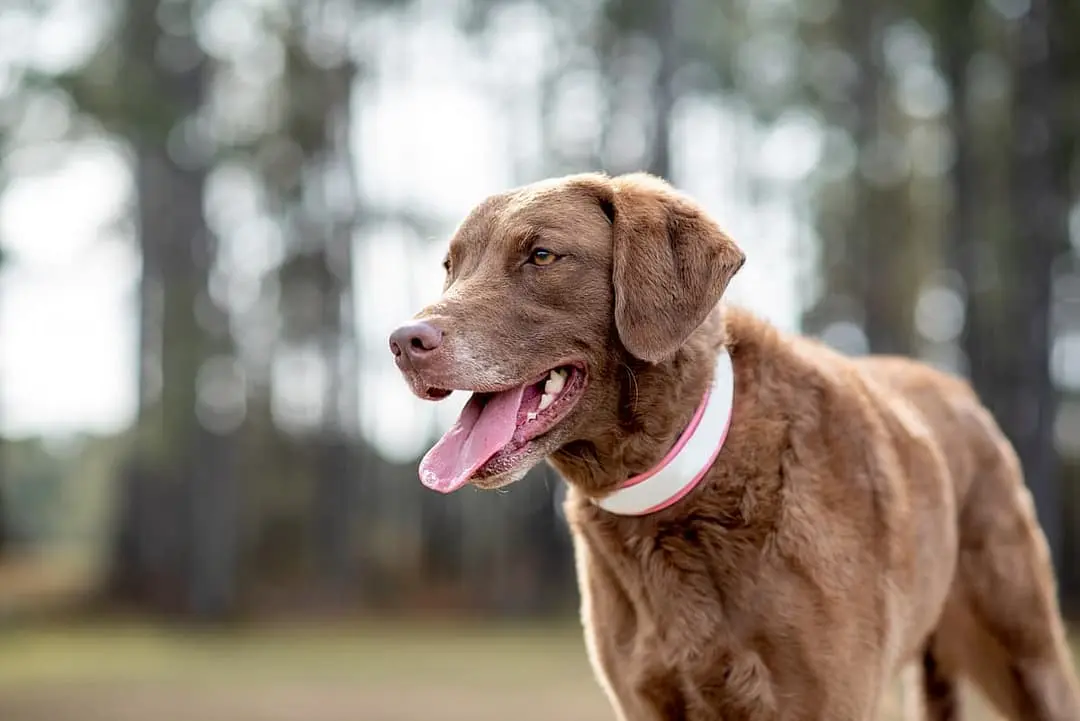 Chesapeake Bay Retriever with family