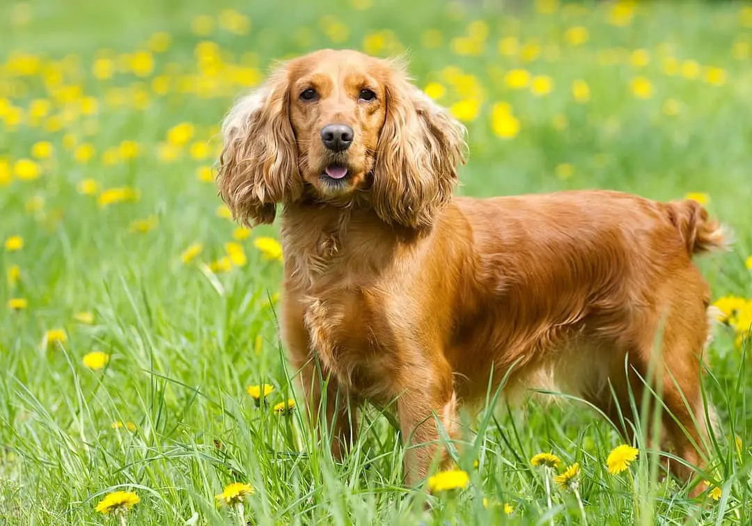 Cocker Spaniel breed