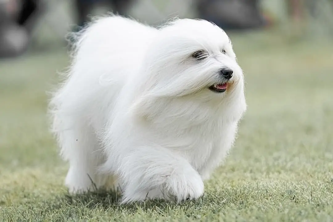 Coton de Tulear breed