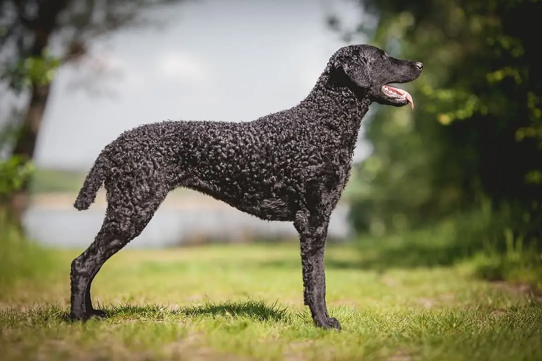 Curlycoated Retriever