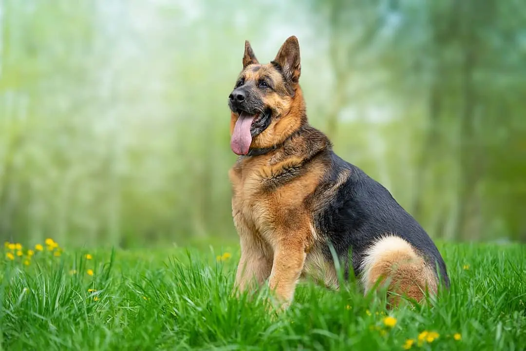Duitse Herder dog breed