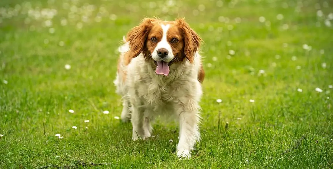 Field Spaniel playing