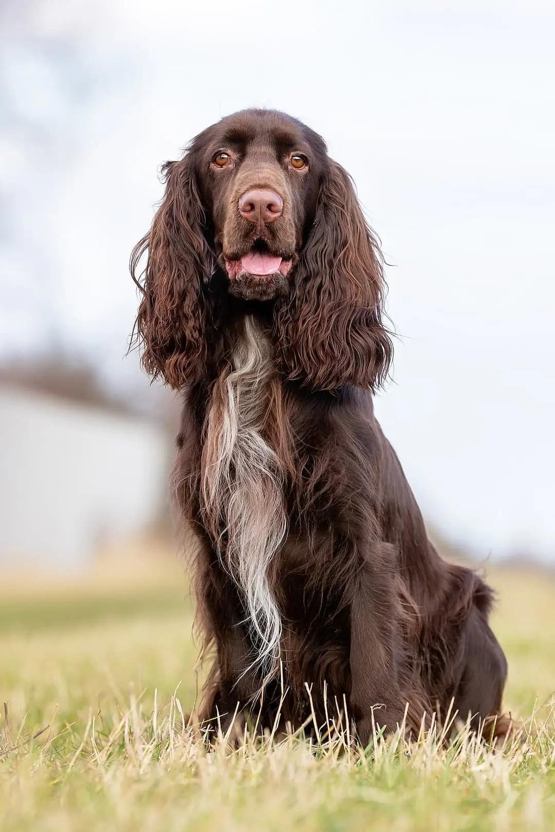 Field Spaniel with family