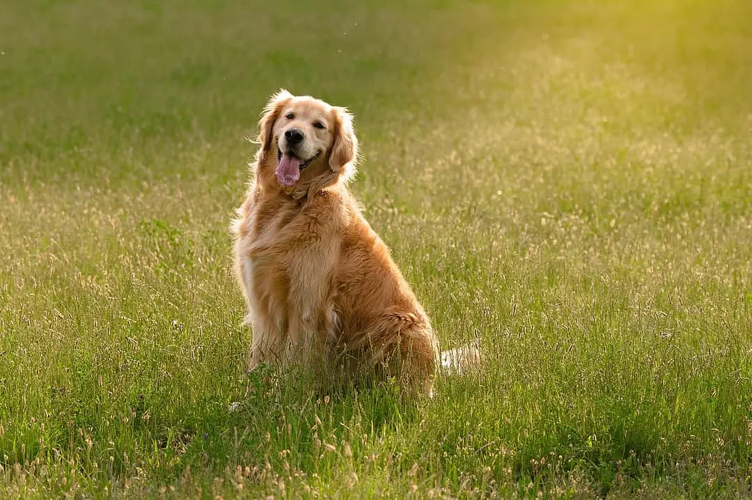 Golden Retriever breed