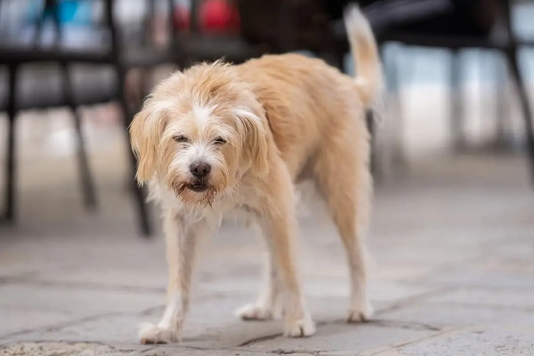 Hollandse Smoushond breed