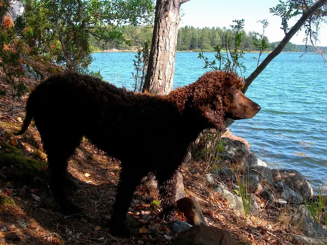 Ierse Waterspaniel