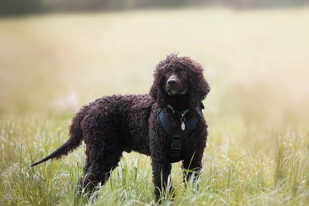 Ierse Waterspaniel with family
