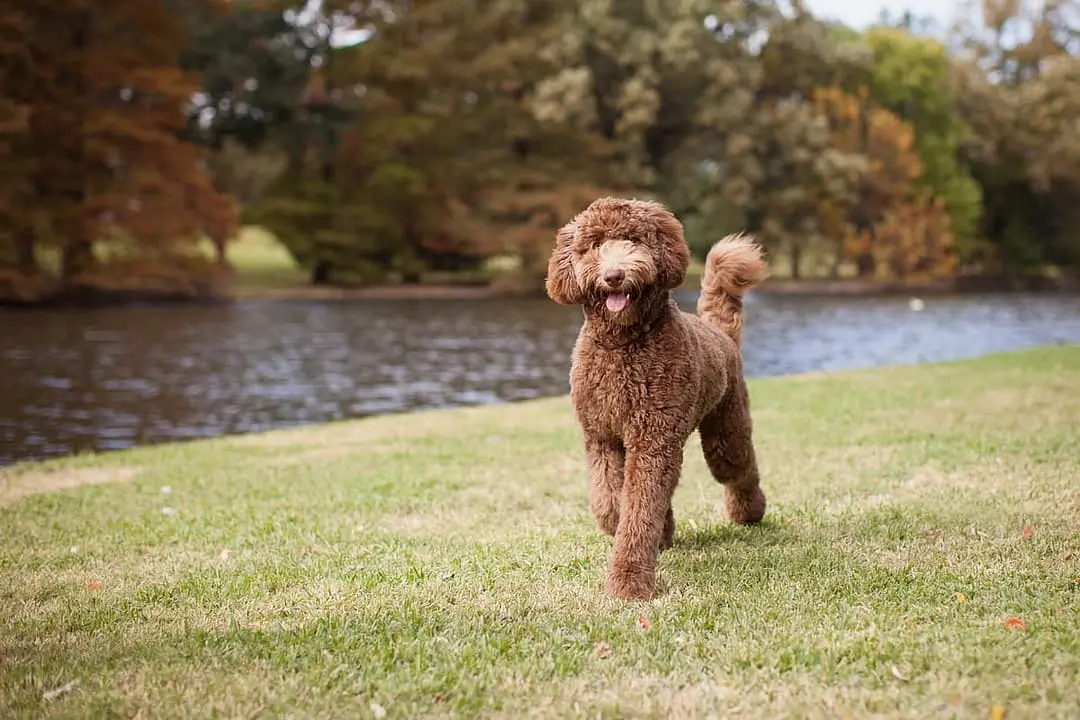 Labradoodle breed