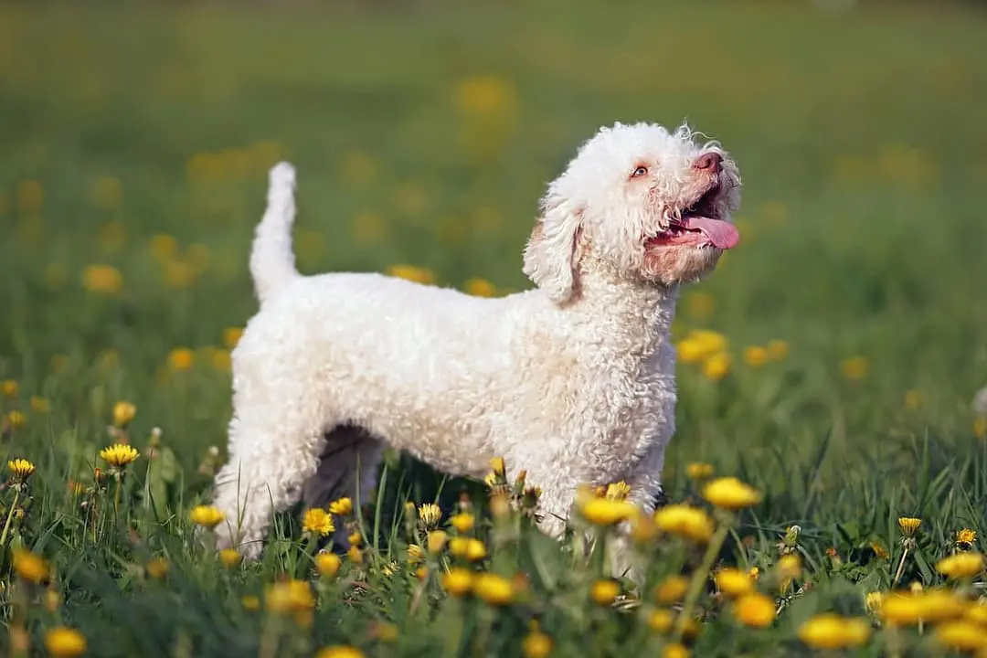 Lagotto Romagnolo breed
