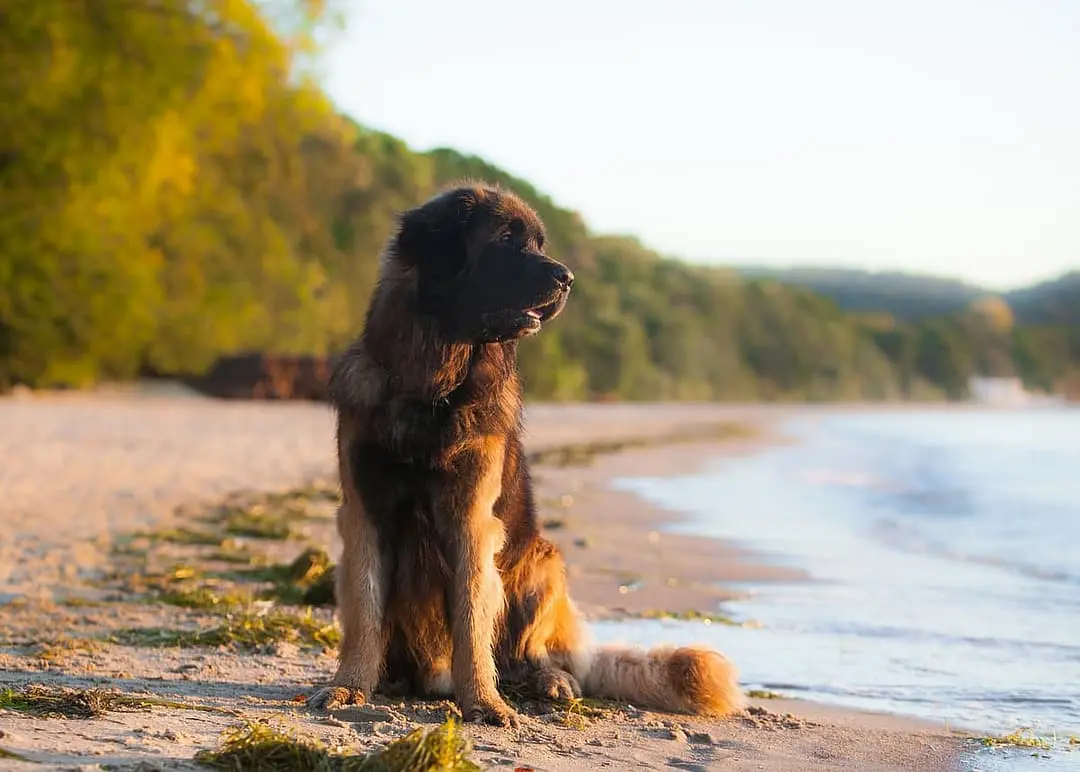 Leonberger with family