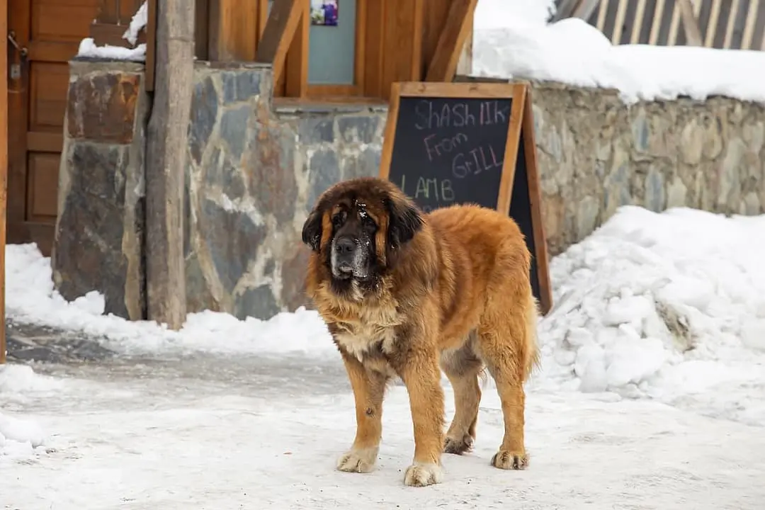 Leonberger