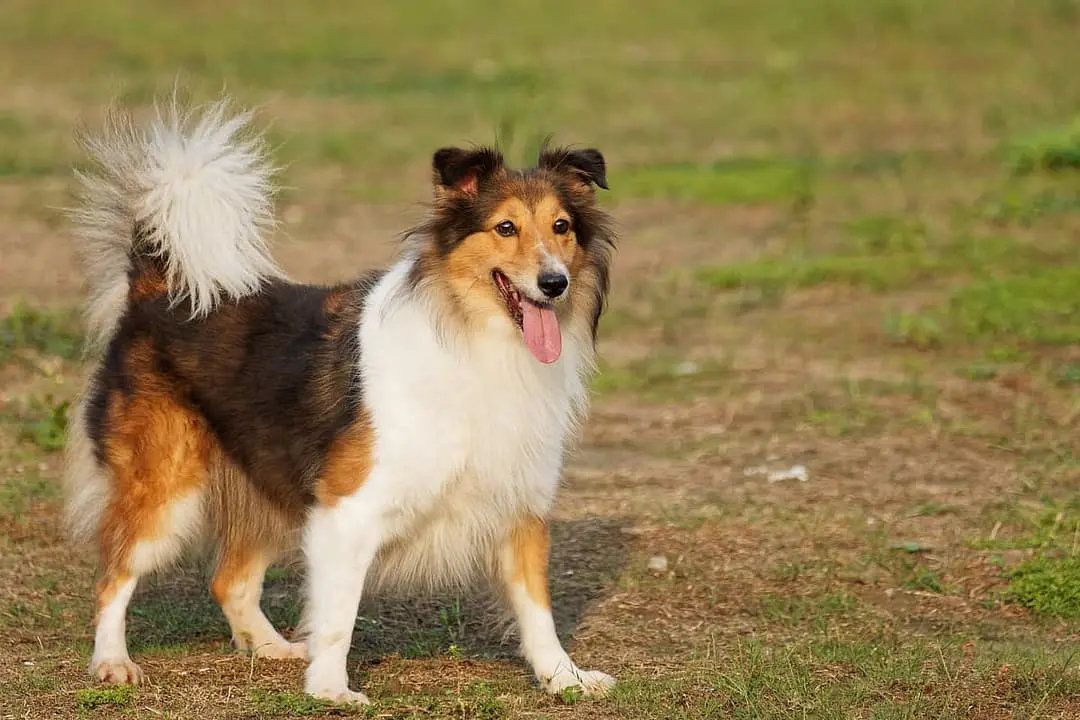 Sheltie with family