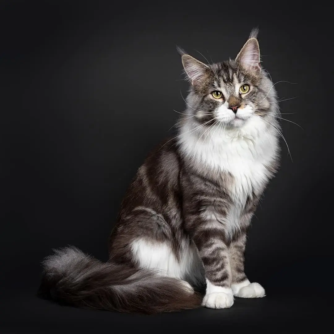 Maine Coon breed