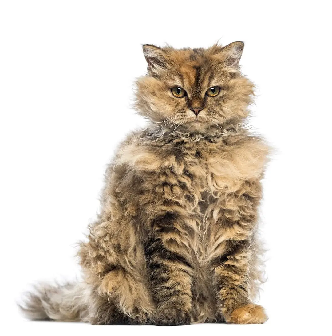 Poedelkat breed